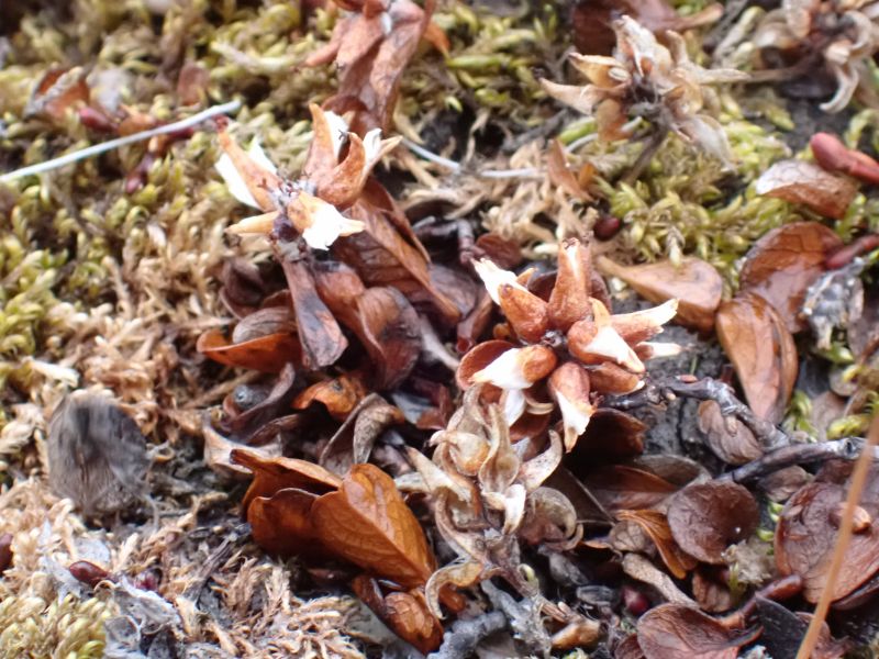 <i>Salix polaris</i> (Polar Willow)
