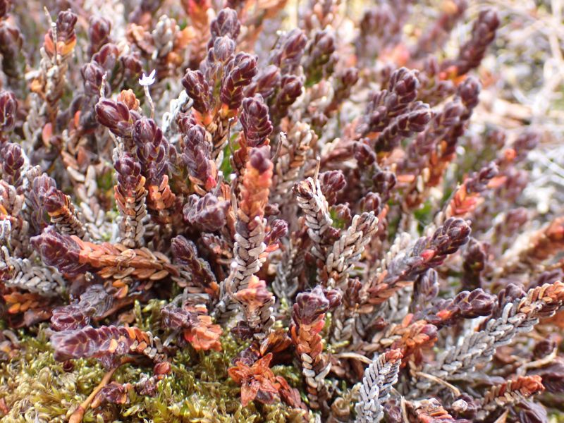 <i>Cassiope tetragona</i> (Arctic bell-heather)