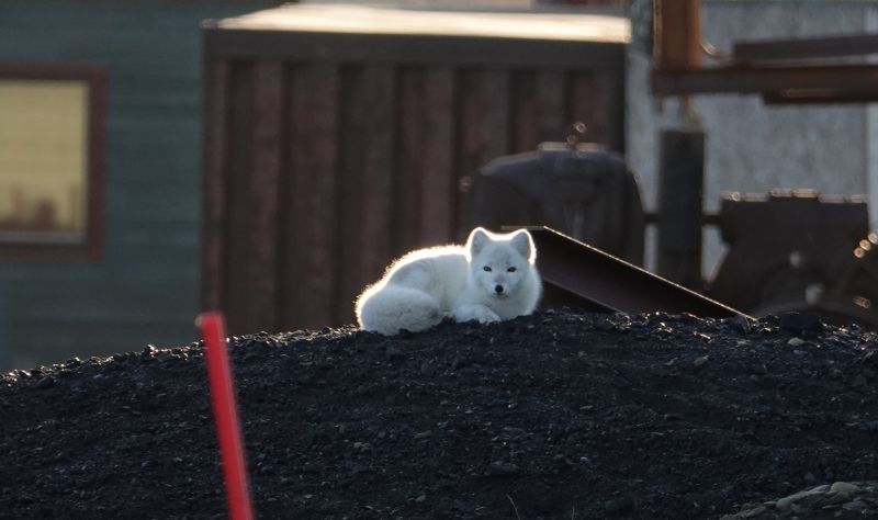 <i>Vulpes lagopus lagopus</i> (common Arctic fox)