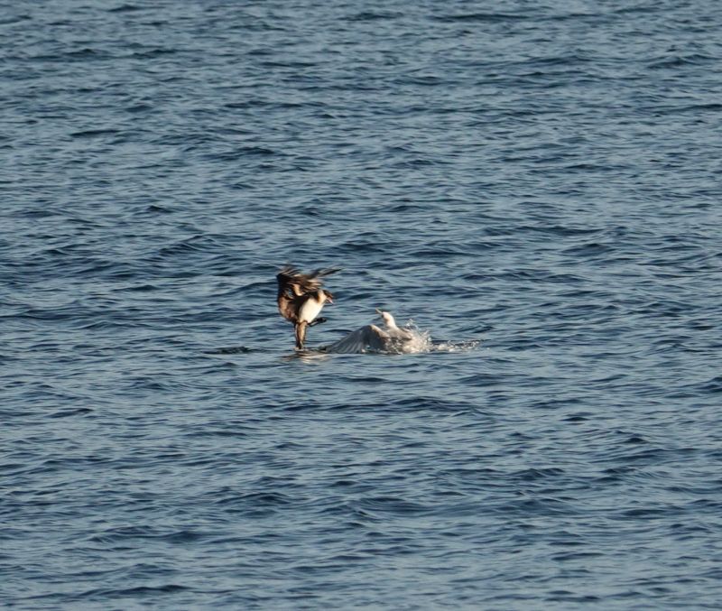 <i>Stercorarius parasiticus</i> (Parasitic Jaeger)