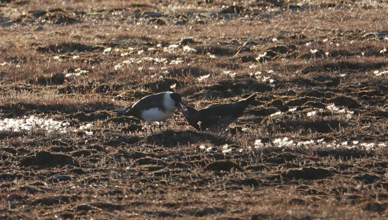 <i>Stercorarius parasiticus</i> (Parasitic Jaeger)