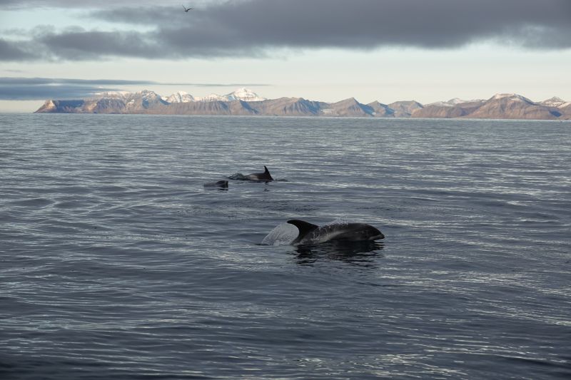 <i>Lagenorhynchus albirostris</i> (White-beaked Dolphin)