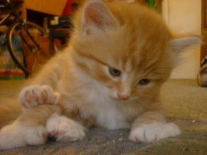 Viewing photos→Misc→2005→colin-kitten