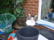 stumpy-pot.jpg - Thu May 12 15:30:27 2005