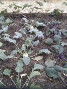 58.jpg - 2013:05:31 14:15:59