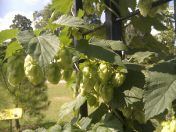 81.jpg - 2013:08:27 13:48:18