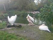 77.jpg - 2014:11:15 10:15:43