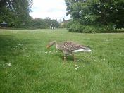 048.jpg - 2015:05:28 12:58:21