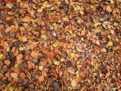 133.jpg - 2015:11:01 13:00:05