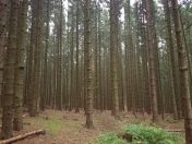 135.jpg - 2015:11:01 13:20:01