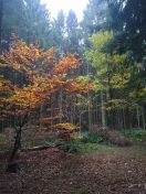 136.jpg - 2015:11:01 13:20:20