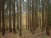 137.jpg - 2015:11:01 13:21:19