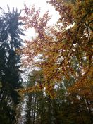 138.jpg - 2015:11:01 13:31:58