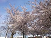 043.jpg - 2016:04:30 16:32:17