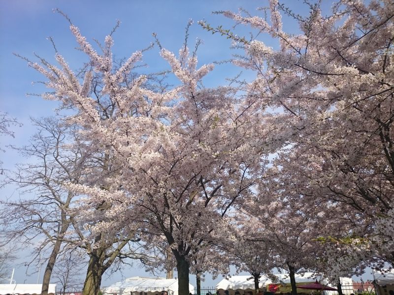 Viewing photos→Misc→2016→043