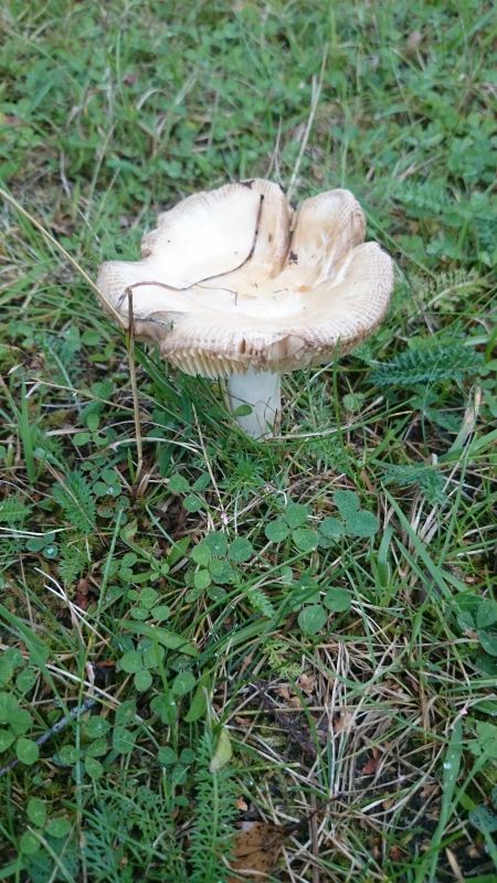 Viewing photos→Misc→2017→060