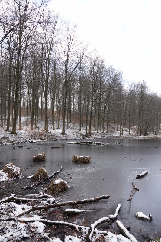 Viewing photos→Misc→2019→005