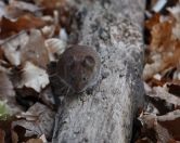 035.jpeg - 2020:04:18 15:49:29