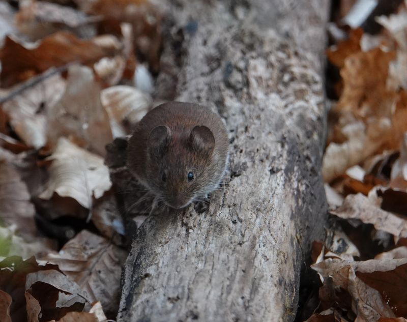 <i>Myodes glareolus</i> (Bank Vole)