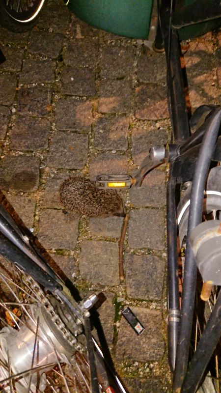 Viewing photos→Misc→2020→108